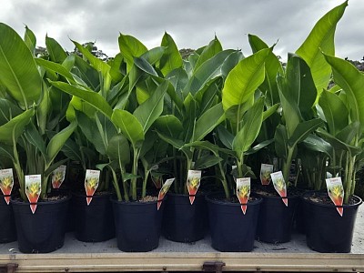 Heliconia Tropic are a tropical fence height screening plant with Red/ Peach coloured bracts.