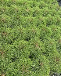 Casuarina Cousin it 200mm