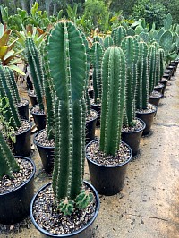 Cereus Peruvuanus