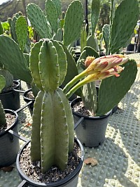 Trichocereus Scopulicola