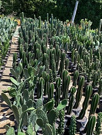 Cactus