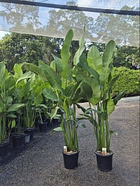 Heliconia Rauliniana 300mm