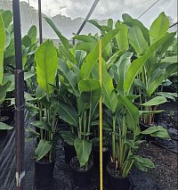 Heliconia Tropic 250 & 300mm pot sizes available.  Fence height dense tropical screening plant with Red/Peach coloured flowers.