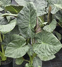 Alocasia Dark Star