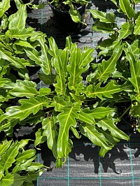 Philodendron Xanadu 200mm