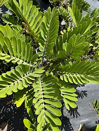 Cardboard Cycad 300mm